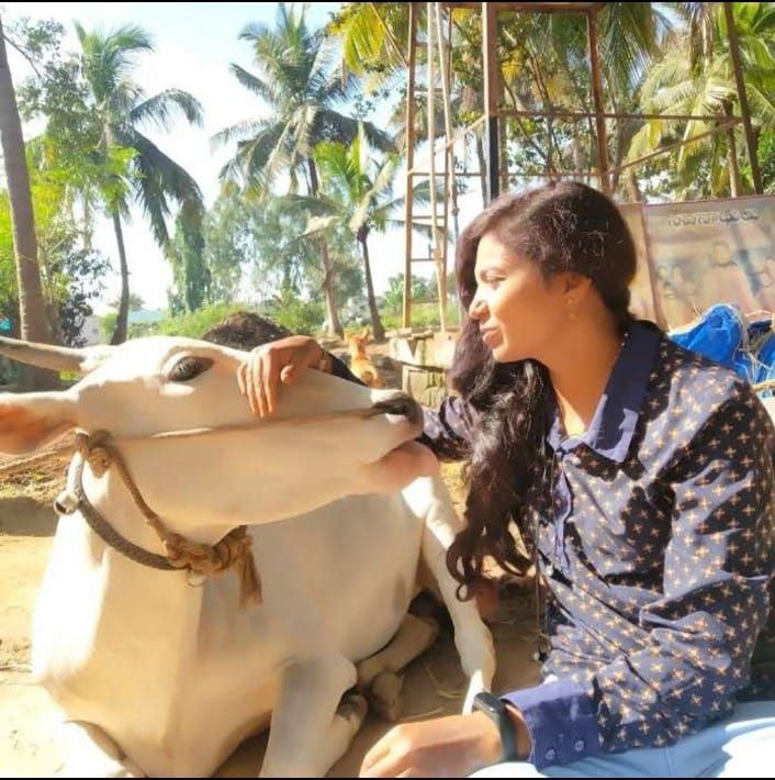 Cow adoption program