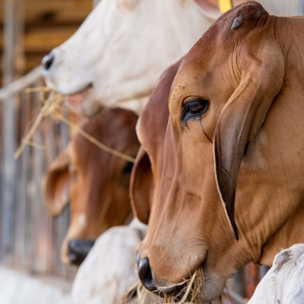 186990ce8e6e3dc0ff8a5b771d7eb7e1