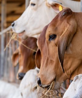 186990ce8e6e3dc0ff8a5b771d7eb7e1