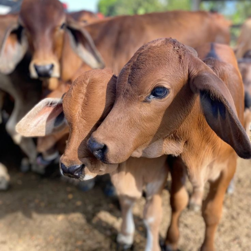 Untitled design (17)