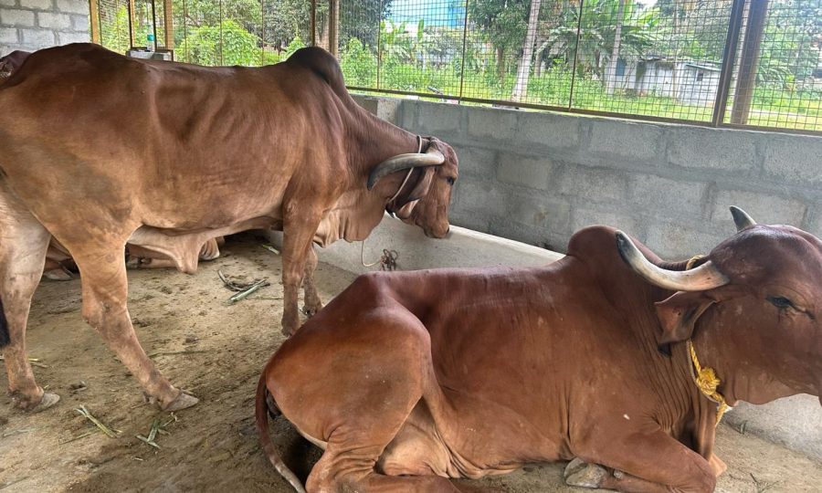 WhatsApp Image 2026-04-12 at 8.52.55 PM