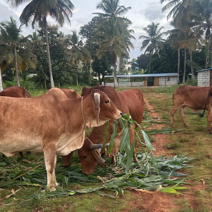 WhatsApp Image 2026-04-12 at 8.53.08 PM