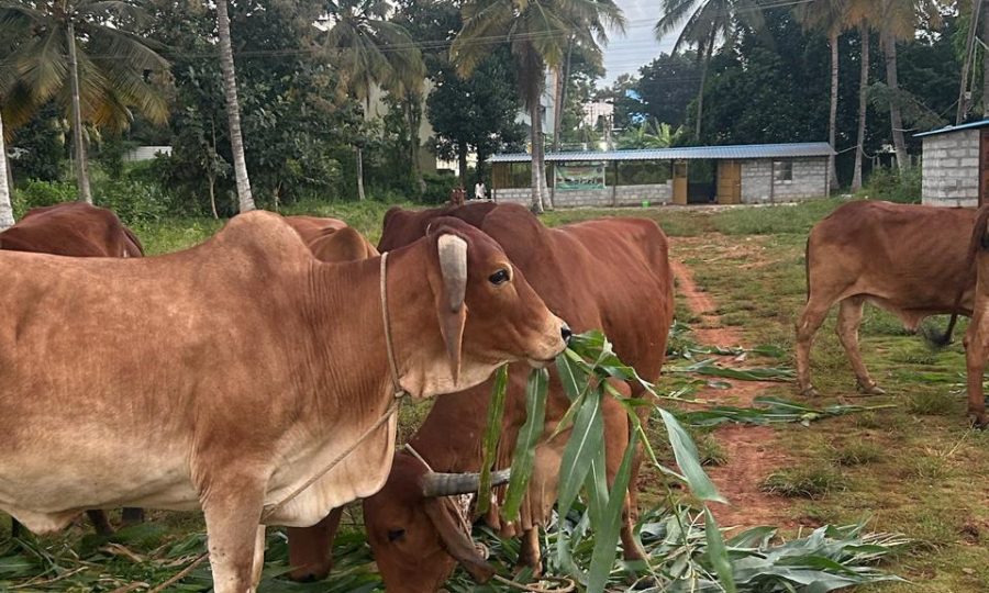 WhatsApp Image 2026-04-12 at 8.53.08 PM