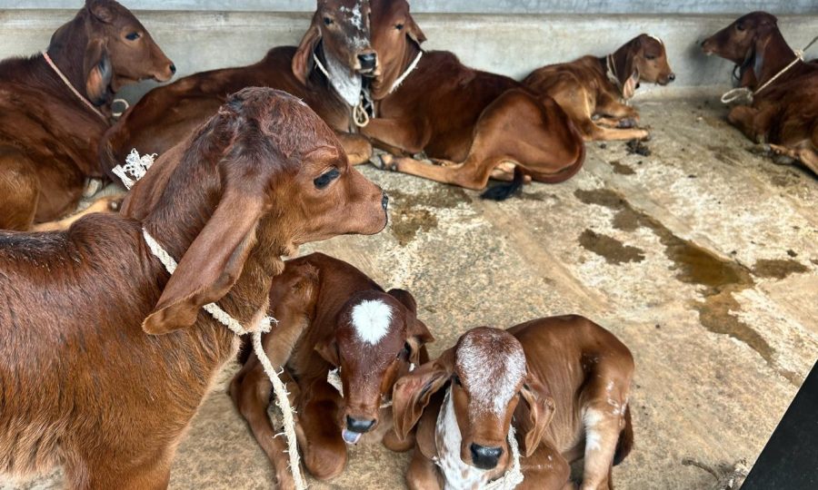 WhatsApp Image 2026-04-12 at 8.53.19 PM