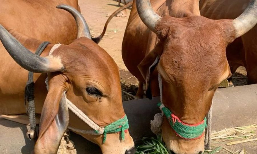 d11bddd82528918821b34c395658dc42