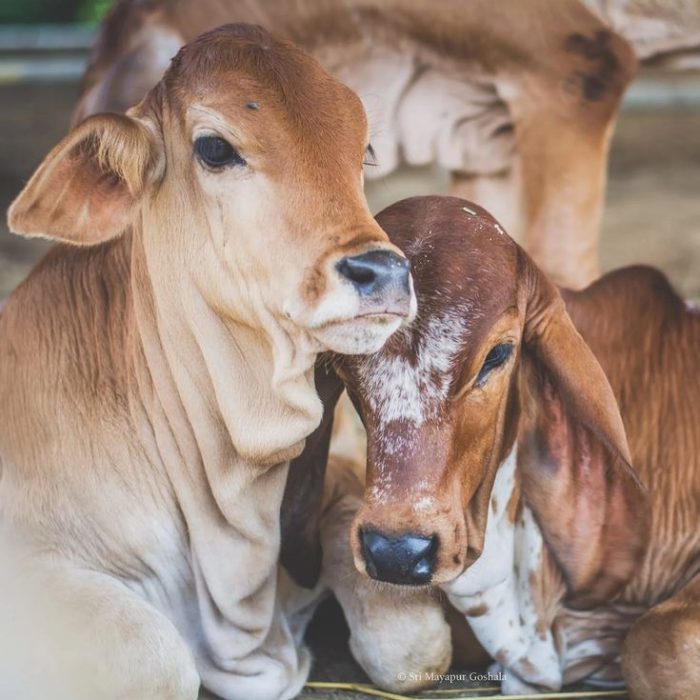 f5e2e11364cd0eaf0fcb90b8d04b6297